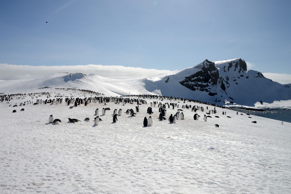 15A Wide View Of Penguins On Aitcho Barrientos Island In South Shetland Islands On Quark Expeditions Antarctica Cruise